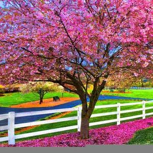 Meet your Posher, Candy